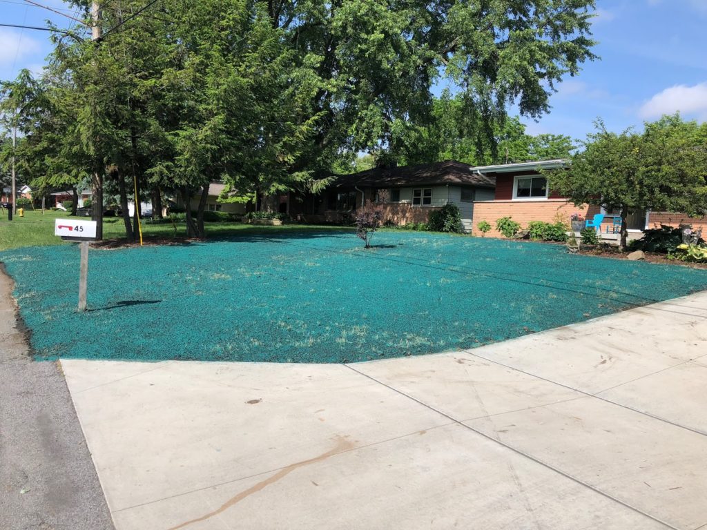 Hydroseeded lawn in front of ranch home