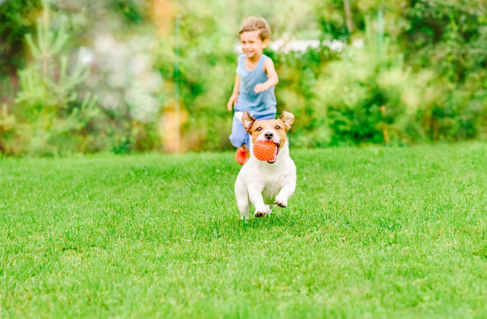 child and dog playing on a lawn