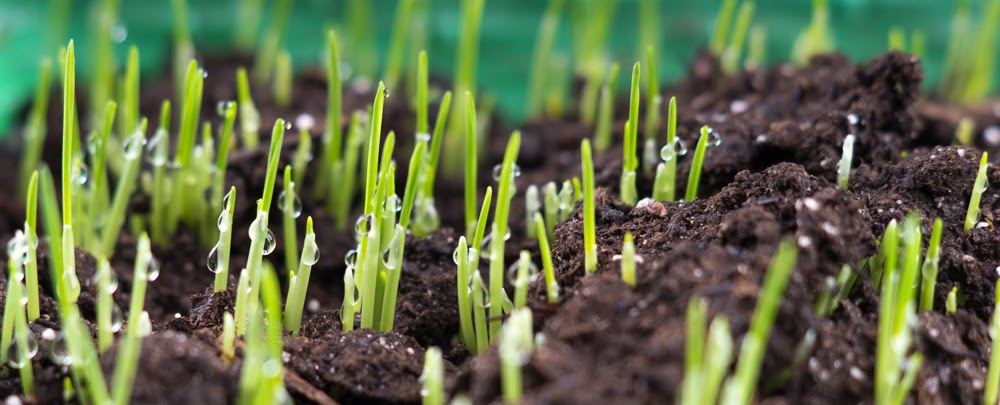 grass sprouting