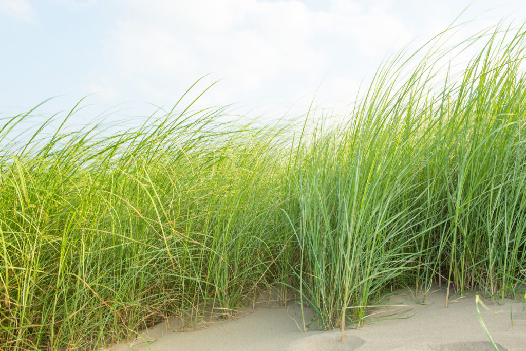 Grass on the sand.