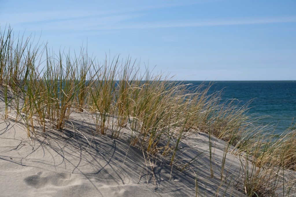 Sand dunes on the shore of the Baltic Sea. Marram grass (beach g