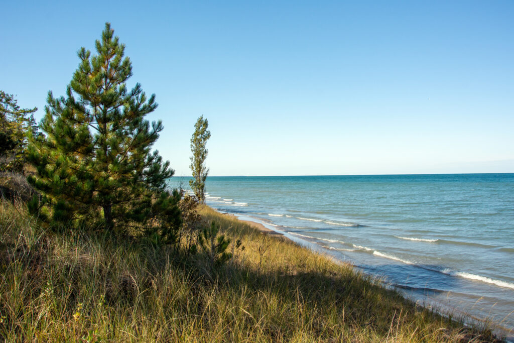 Trees growing on shoreline, Pinery Provincial Park, Ontario