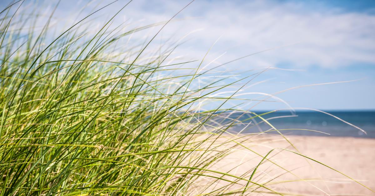 beach grass planting