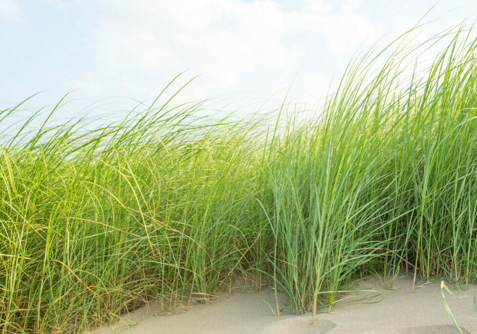 Grass on the sand.