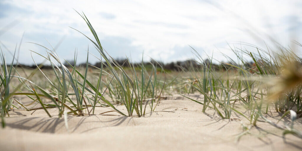 Grass and dunes Grass and dunes