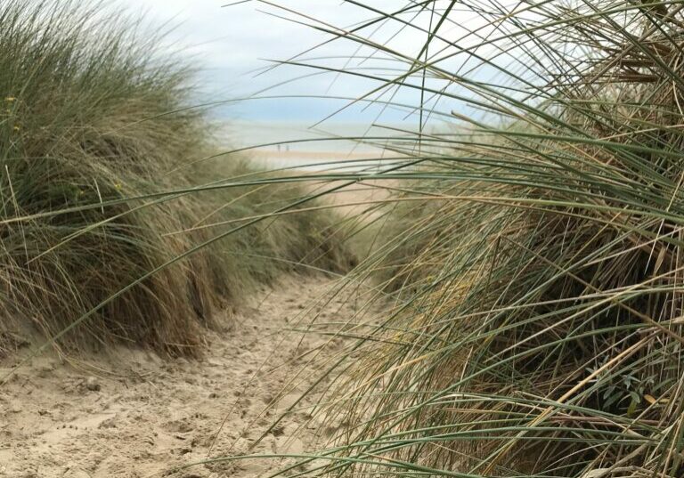 grass on beach